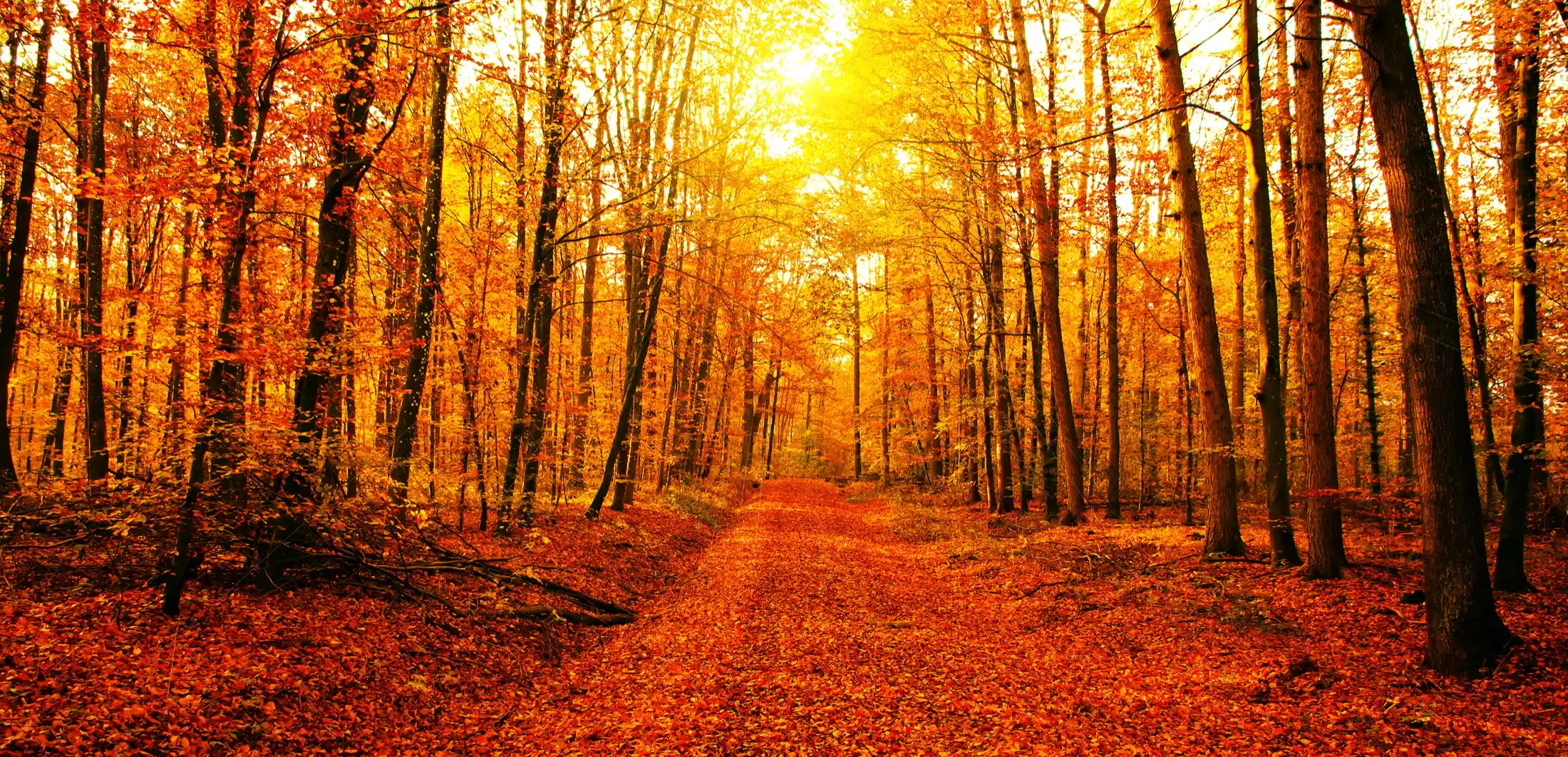 A quiet path through an autumn forest.