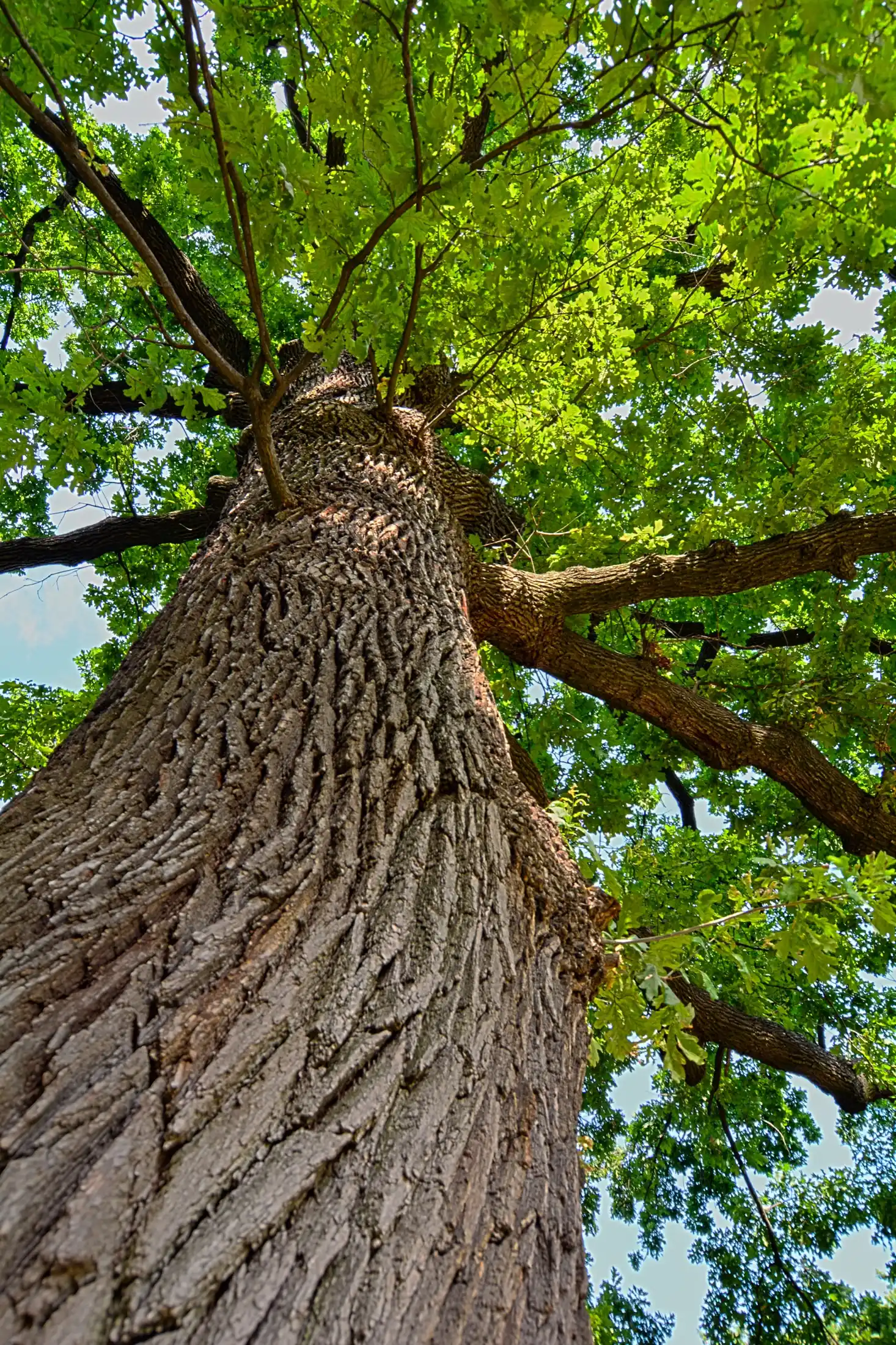 Sunlight through an oak canopy.