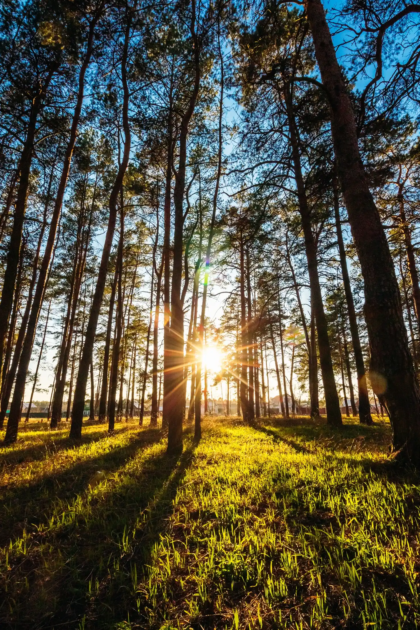 Morning sun through a stand of pines.