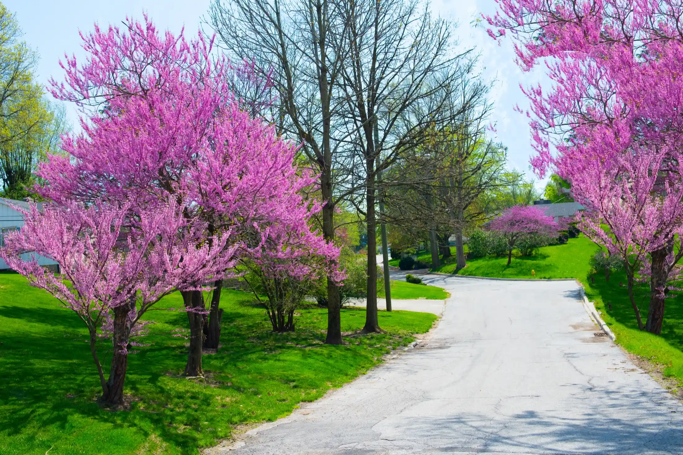 Redbud trees in full spring bloom along a quiet lane, under a clear blue sky.